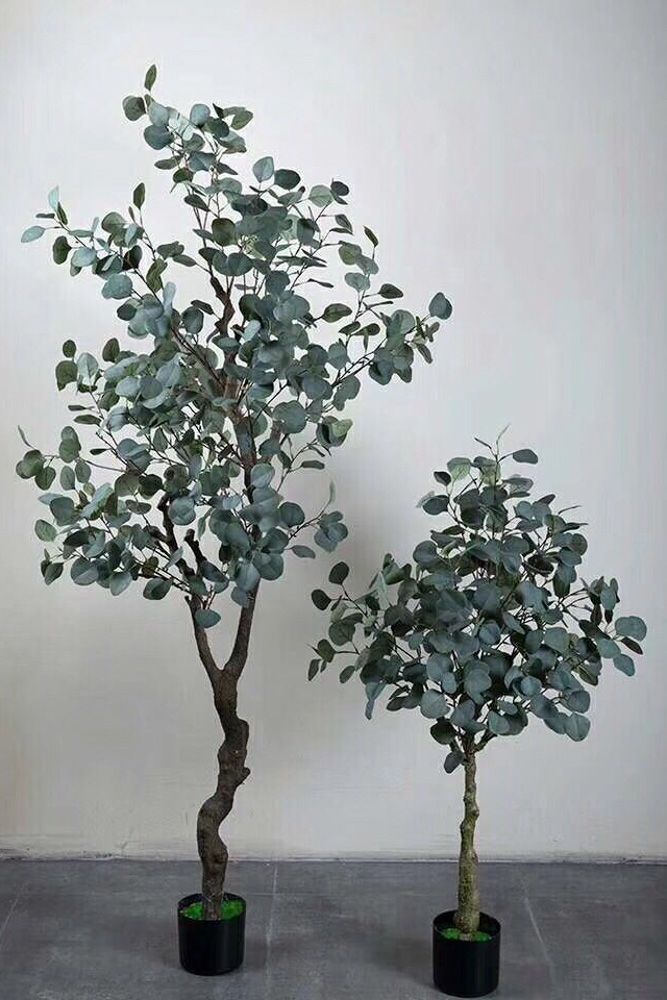 how to get rid of black ants with eucalyptus