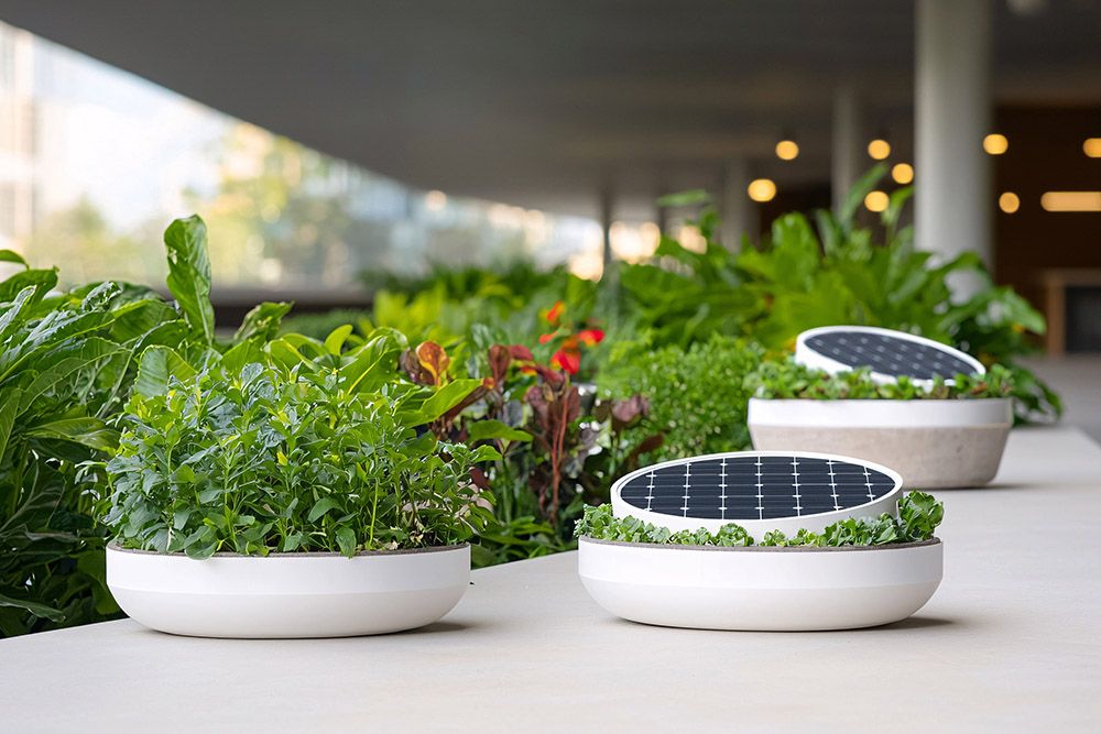 solar garden lights