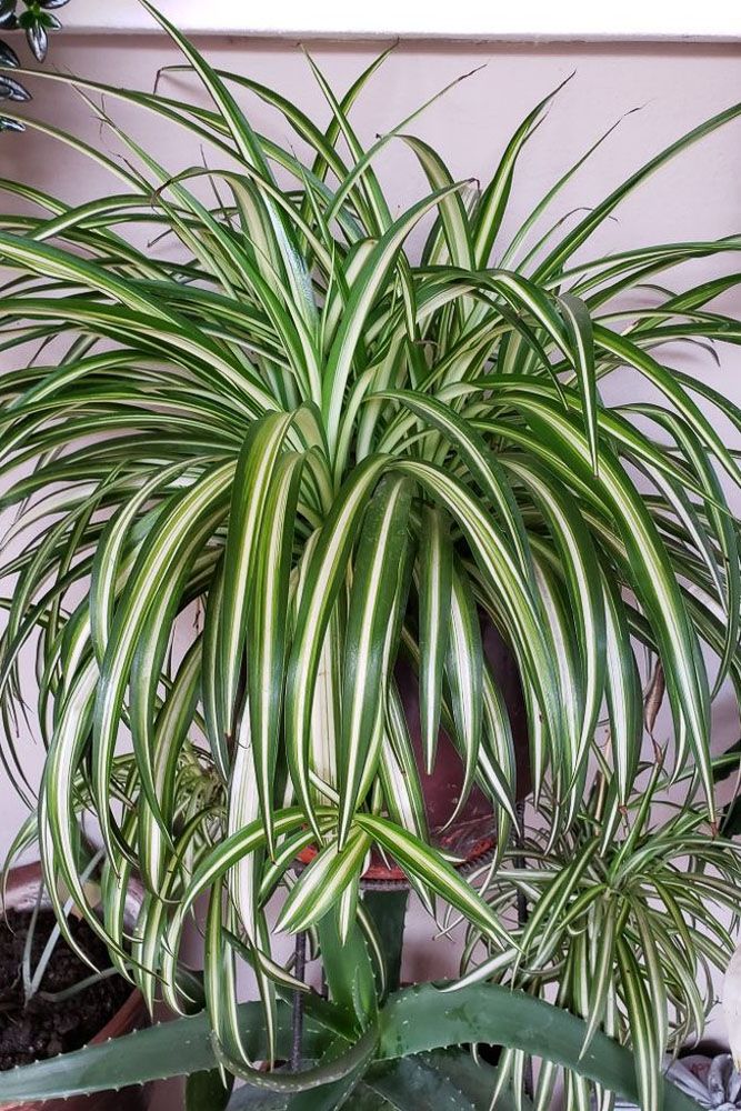 spider plant to purify air