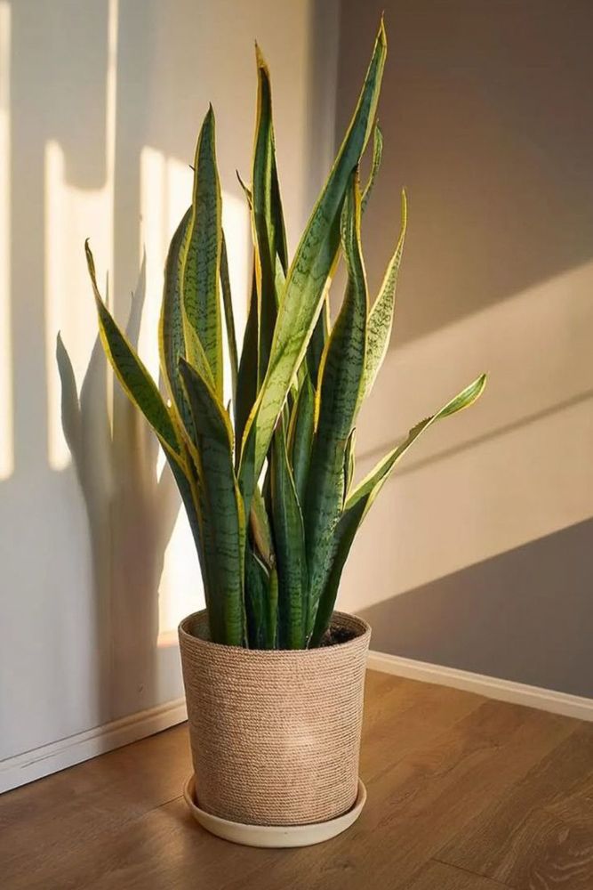 snake plant for clean air