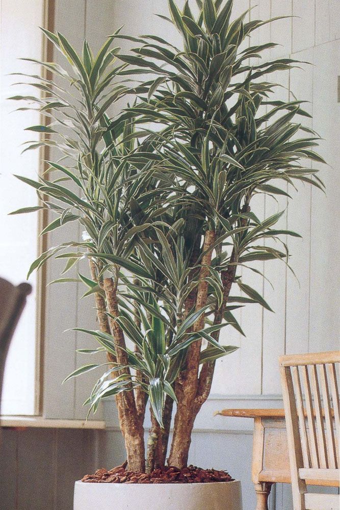 dracaena as a plant for home