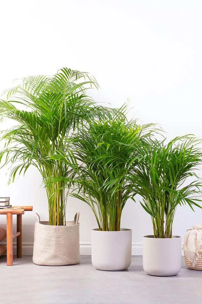 areca palm for air purification
