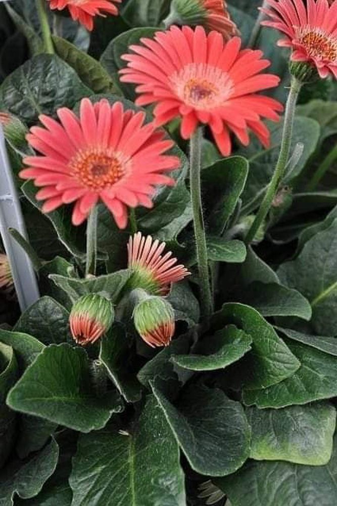gerbera daisy for home