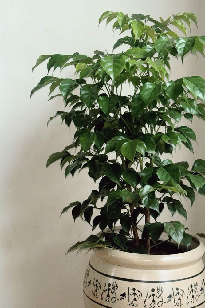 weeping fig for your home