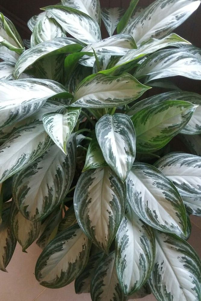 chinese evergreen for home