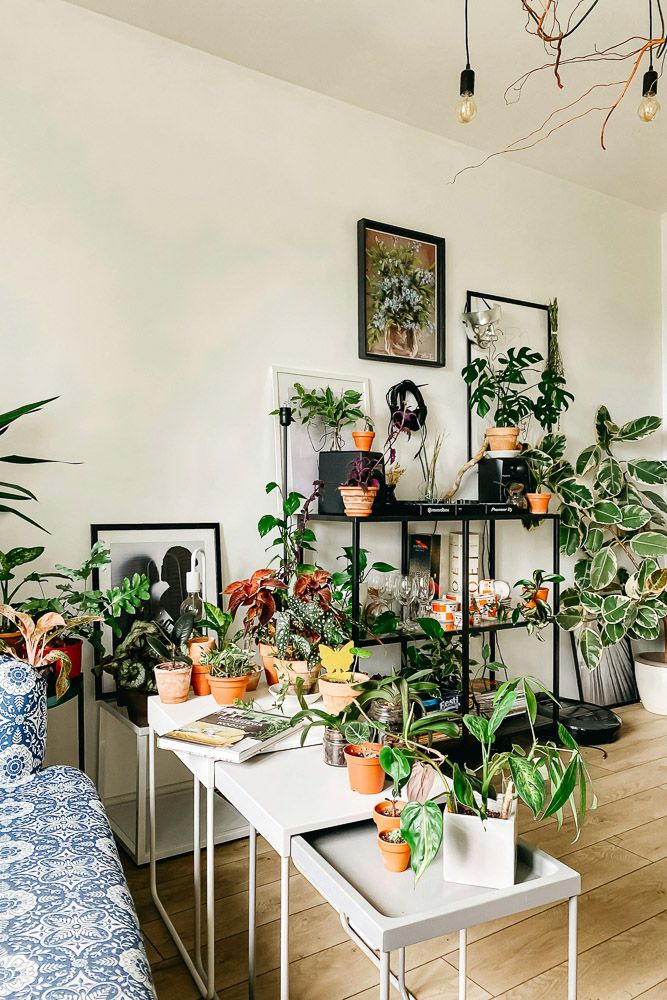 biophilic room design style