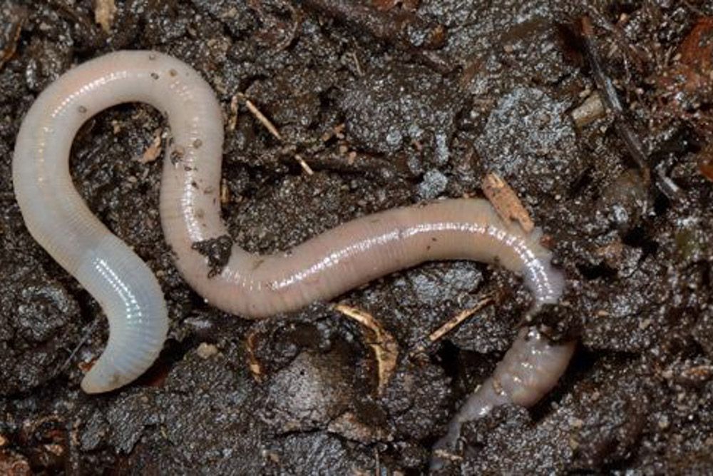 nematodes for termite infestation