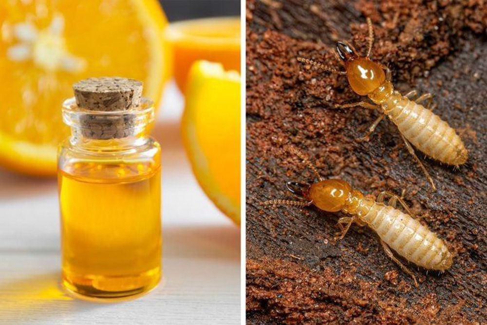 use Orange Oil to Treat Termites