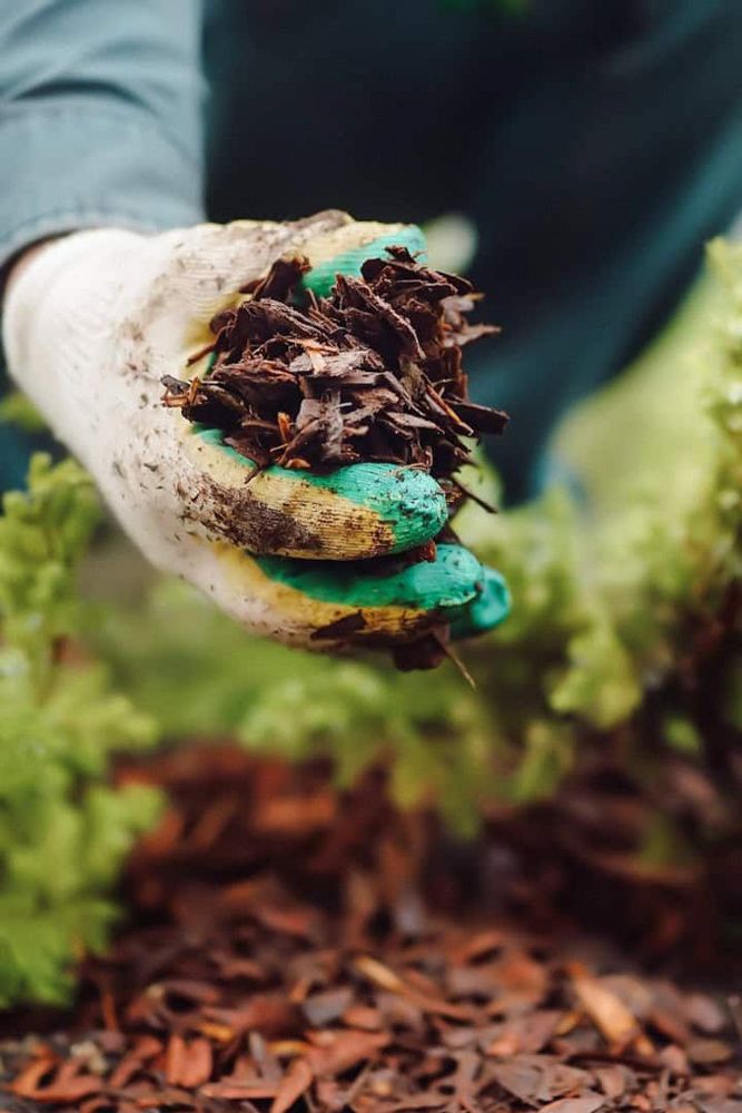 cedar mulch for termites