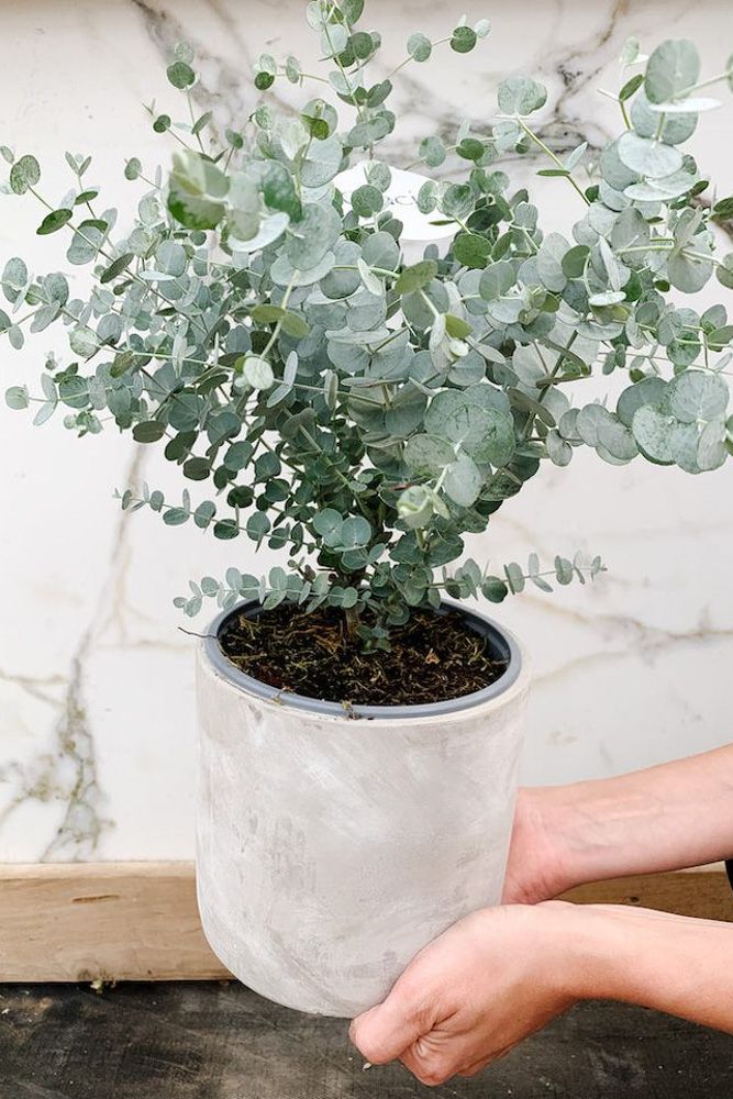 eucalyptus hack to keep lizards away