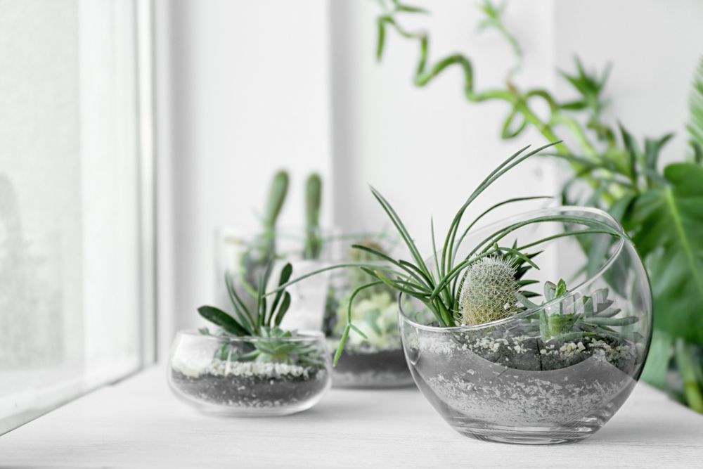 decorating-with-plants-Terrariums-on-table