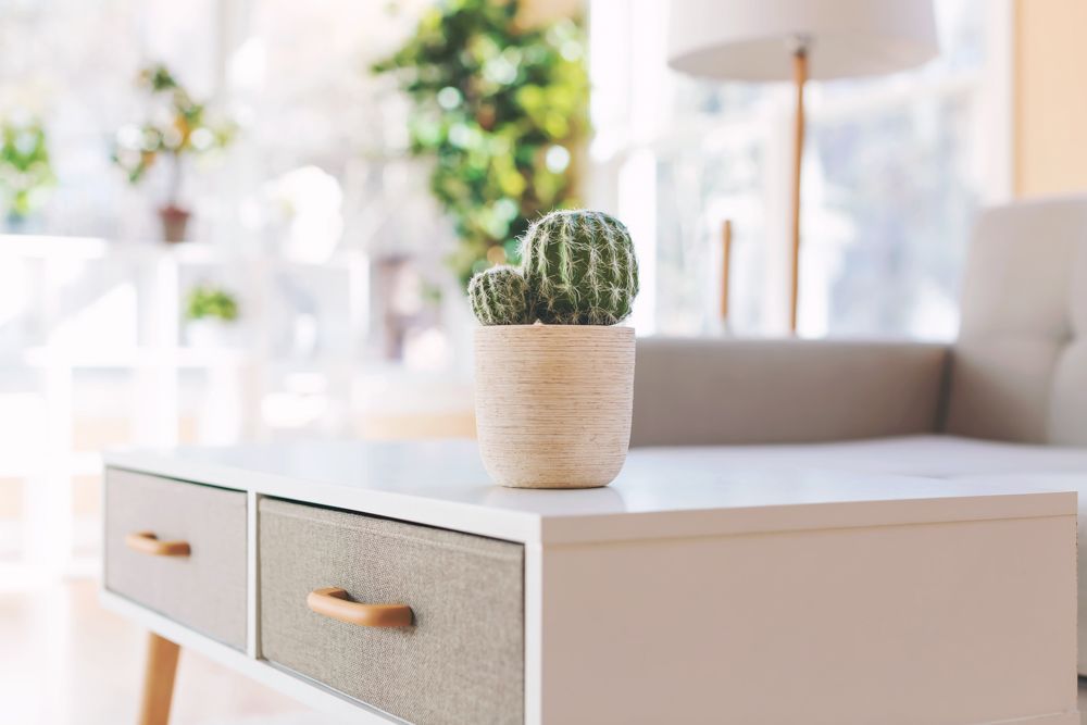 decorating-with-plants-cacti-on-table-living-room