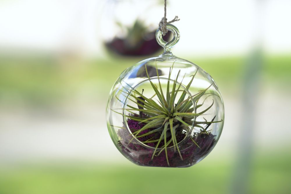 decorating-with-plants-air-plants-outdoor