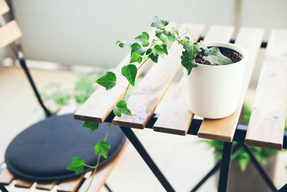 ivy-air-purifying-on-table