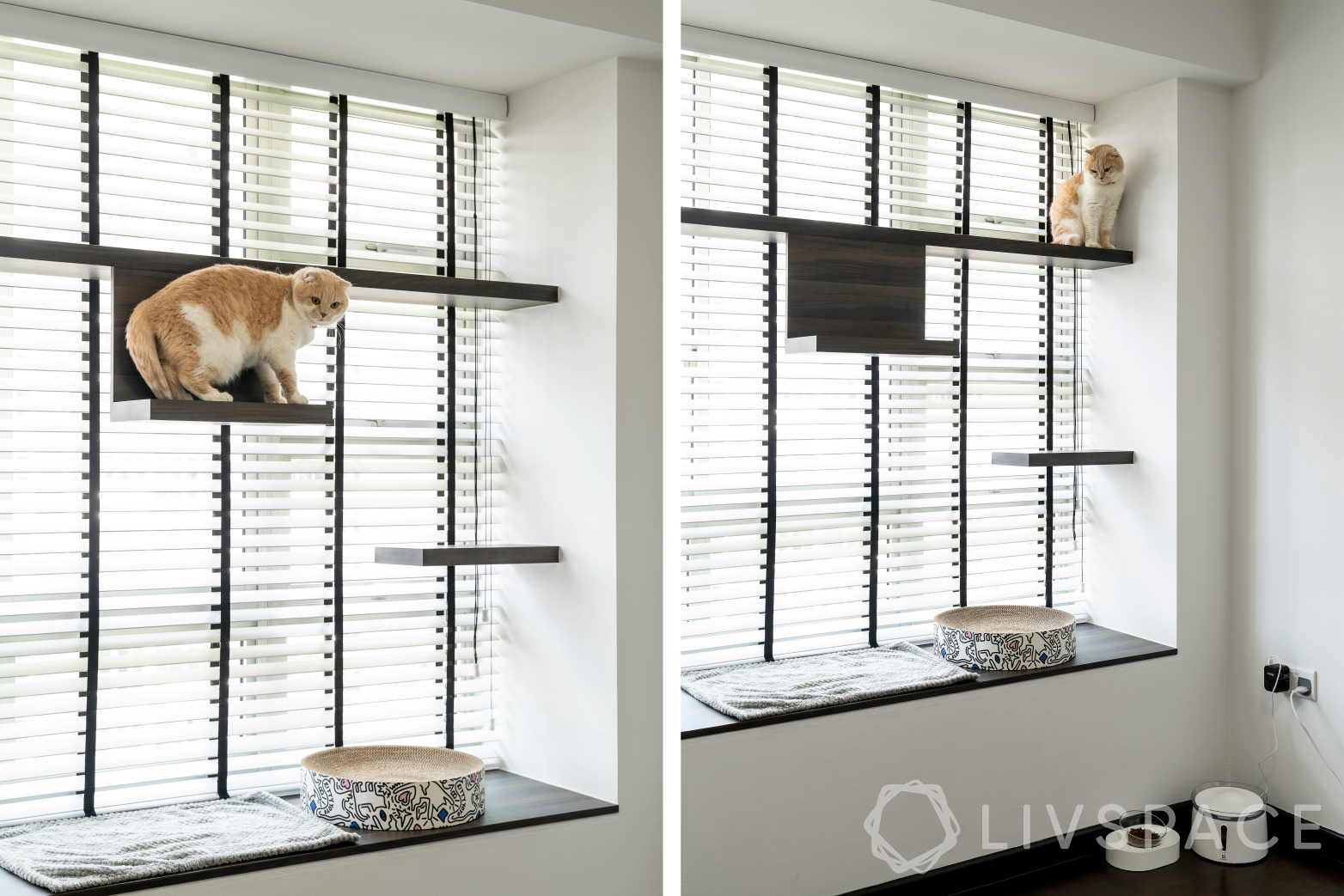 3-room-flat-design-cat-room-ledges