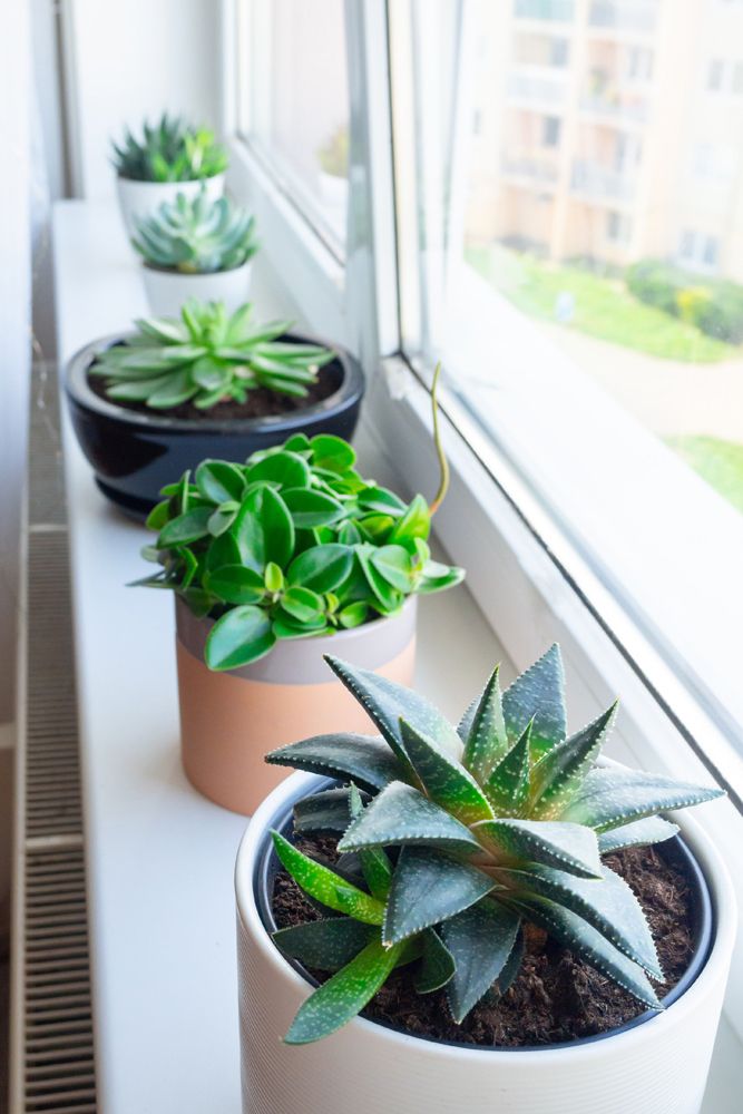 succulent-plant-window-sill-sunlight