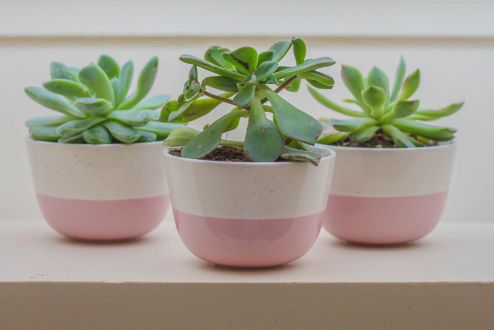 succulent-plant-pink-pots-watering