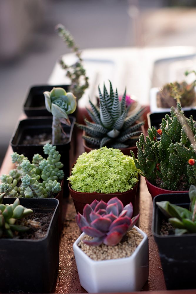 succulent-plant-planters-soil