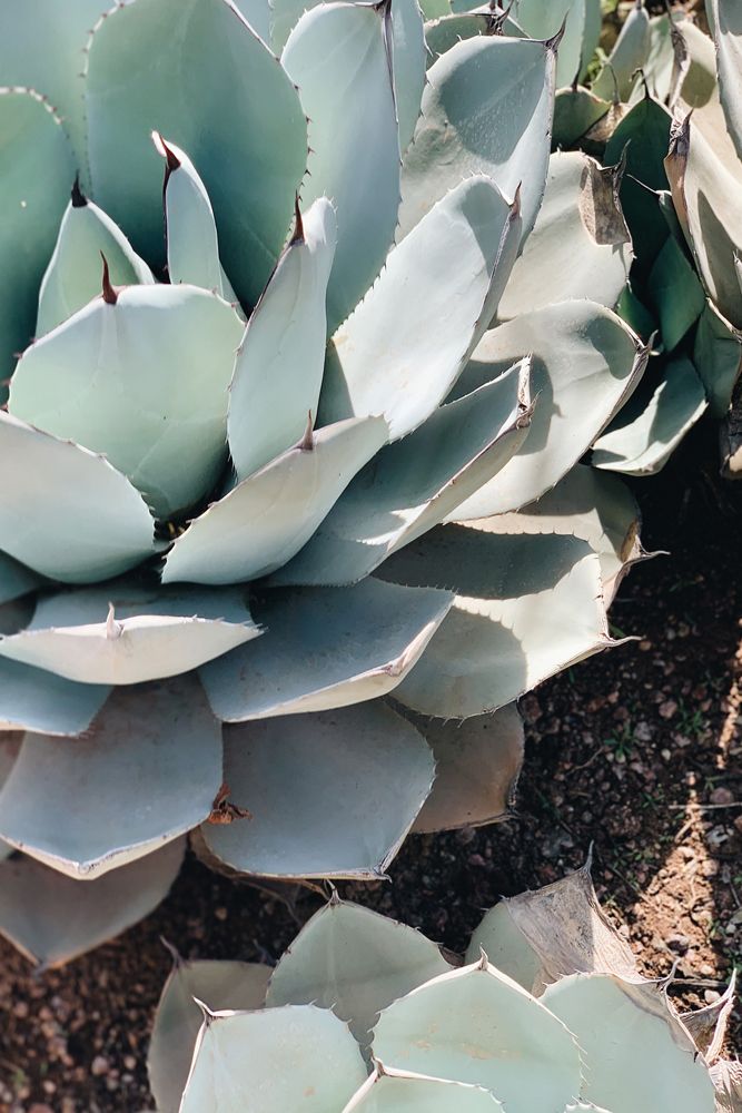 succulent-plant-weather-sunny