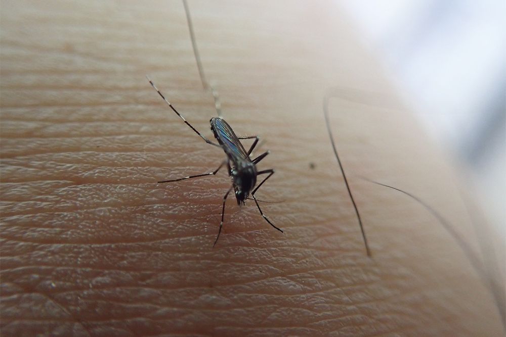 symptoms-of-dengue-mosquito-and-its-transmission
